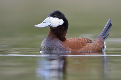 Ruddy Duck (Oxyura jamaicensis), British Columbia, Canada