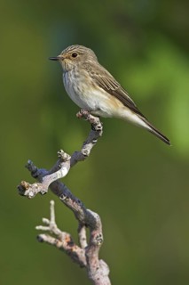 Spotted Flycatcher (Muscicapa striata), Lesvos, Greece