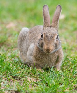 European rabbit (Oryctolagus cuniculus) crouching in the grass, rodent, frontal view, Brandenburg,