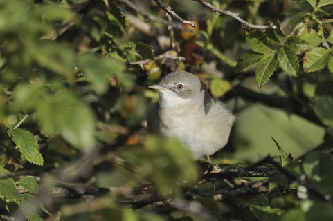 Common Whitethroat (Sylvia communis), Denmark