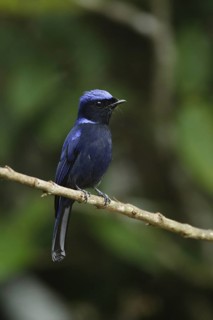 Large Niltava (Niltava grandis), Fraser's Hill, Malaysia