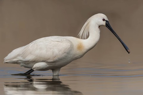 Eurasian Spoonbill (Platalea leucorodia), Schleswig-Holstein, Germany