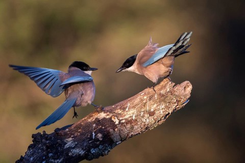 Iberian Magpie (Cyanopica cooki) wrangling, Andalusia, Spain
