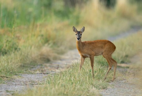 Roe deer (Capreolus capreolus), standing on a dirt track, wildlife, Lower Saxony, Germany
