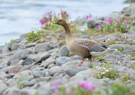 Pink-footed Goose (Anser brachyrhynchus), Iceland
