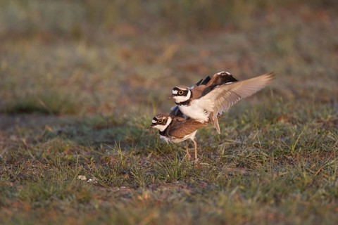 Little Ringed Plover (Charadrius dubius), Lake Neusiedl, Austria