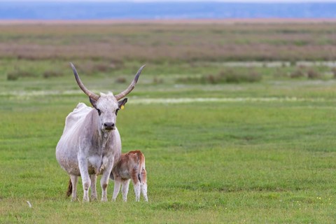 Hungarian Grey Cattle, Hungarian Grey Cattle, (Bos primigenius taurus), cow with calf, animal kids,