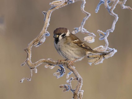 Eurasian Tree Sparrow (Passer montanus), Utrecht, Netherlands