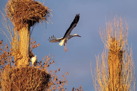 White storks, Rapperswil, Switzerland