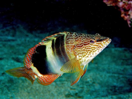 Sculpted perch (Serranus scriba)