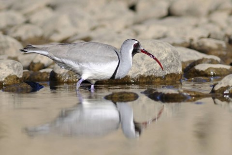 Ibisbill (Ibidorhyncha struthersii), Tibet, China