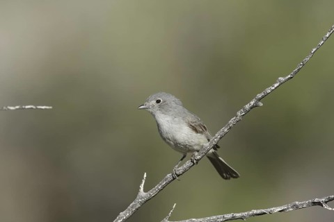 Grey Vireo (Vireo vicinior) male, California, USA