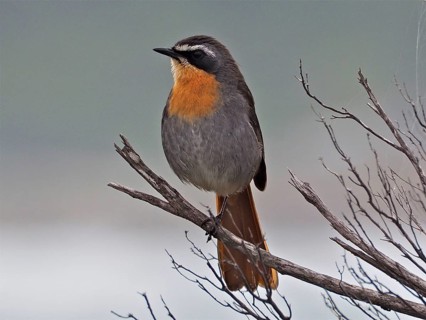 Cossypha caffra (Cossypha caffra)
