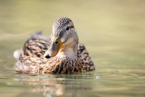Mallard (Anas platyrhynchos) female on a lake, Bavaria, Germany