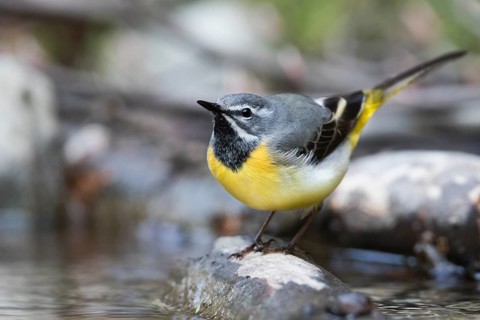 Grey Wagtail - Gebirgsstelze - Motacilla cinerea ssp. cinerea, Romania, adult male