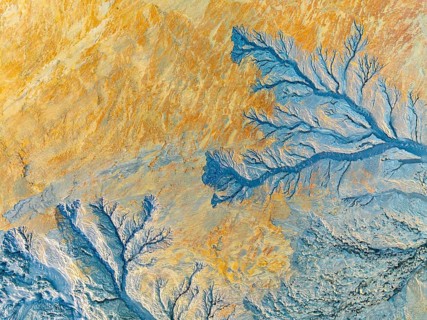 Vibrant abstract fractal image featuring intricate patterns resembling tree branches. The colors