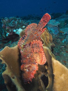 Fringed dragon's head (Scorpaenopsis oxycephala)