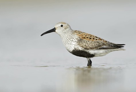 Dunlin (Calidris alpina), Texas, USA