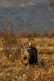 A young bull moose (Alces alces) with very small antlers, moose rut, rutting season, autumn, Ruska,
