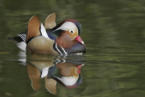 Mandarin Duck (Aix galericulata) male, Arizona, USA