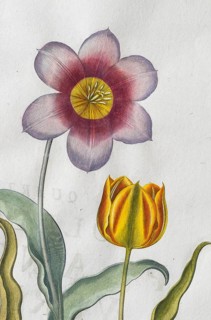 Red-white and yellow-red tulip flowers (Tulipa), hand-coloured copperplate engraving by Basilius