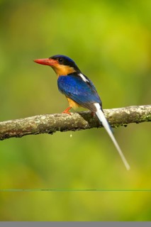 Buff-breasted Paradise Kingfisher (Tanysiptera sylvia), Queensland, Australia