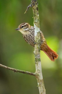 Streaked Xenops (Xenops rutilans) perched on a branch in the Atlantic rainforest of southeast