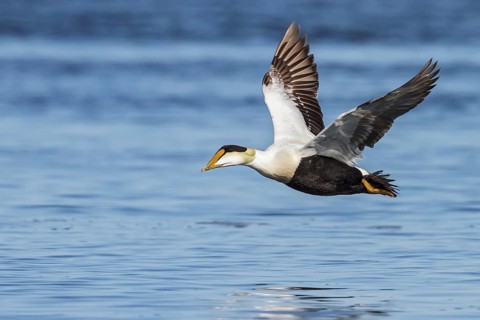 Common Eider (Somateria mollissima) flying over the Hudson's Bay in Churchill, Manitoba Canada