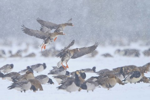 Greater White-fronted Goose (Anser albifrons), North Rhine-Westphalia, Germany