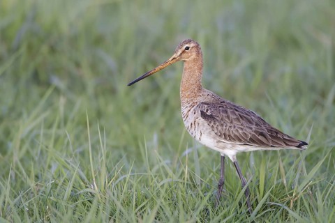 Black-tailed Godwit (Limosa limosa)