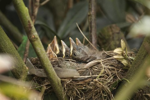 Common Blackbird (Turdus merula) juvenile, Lower Saxony, Germany