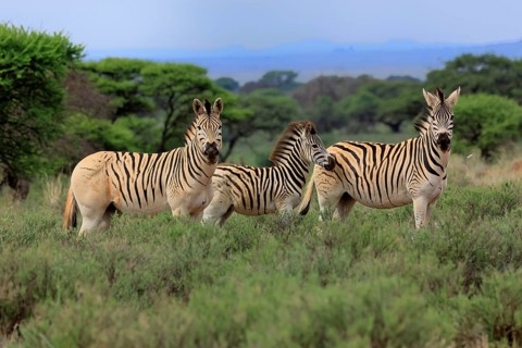 Burchell's zebra (Equus quagga burchelli), Burchell's zebra, adult, group, juvenile, alert, Mokala