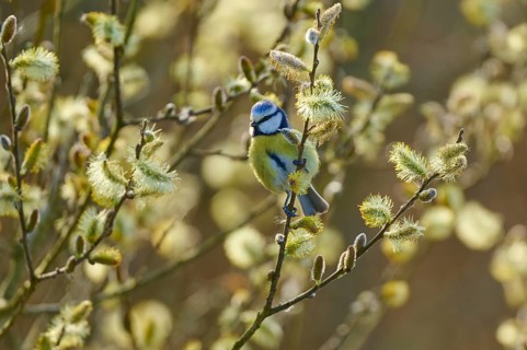 Small blue tit sitting between flowering branches with catkins in spring, blue tit (Cyanistes