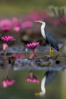 Pied Heron (Egretta picata) in a wetland area in Papua New Guinea