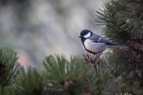 Great Tit (Parus major), Emsland, Lower Saxony, Germany