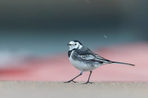 White wagtail, (Motacilla alba), animals, birds, songbirds, family of wagtails and pipits, biotope,