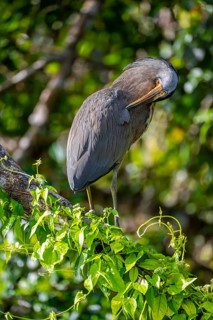Bare-throated tiger heron (Tigrisoma mexicanum) in a tree, Tortuguero National Park, Costa Rica