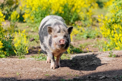 A Kunekune pig (sus scrofa domesticus), a domestic breed from New Zealand walks walks through a