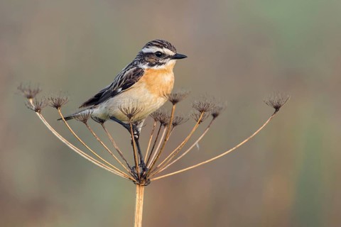Whinchat (Saxicola rubetra) male perched on a meadow plant, Poland