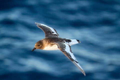 Antarctic Petrel (Thalassoica antarctica) flying, Ross Sea, Antarctica