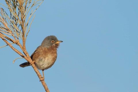 Tristrams Warbler - Atlasgrasmücke - Sylvia deserticola, Morocco, adult