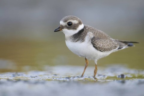 Common Ringed Plover (Charadrius hiaticula), Thuringia, Germany