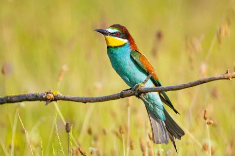 Bee-eater (Merops apiaster) Hungary, bee-eater, Hungary, sitting room, Hungary