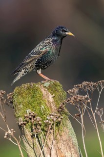 Common Starling (Sturnus vulgaris) perched on an old mossy tree trunk, Poland
