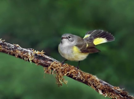 American Redstart, Setophaga ruticilla, perched on a juniper in Saskatoon, Saskatchewan, Canada