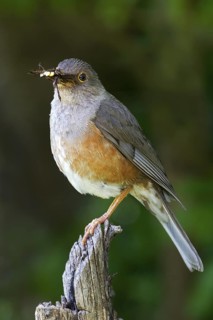 Island Thrush (Turdus poliocephalus erythropleurus), Christmas Island, Australia