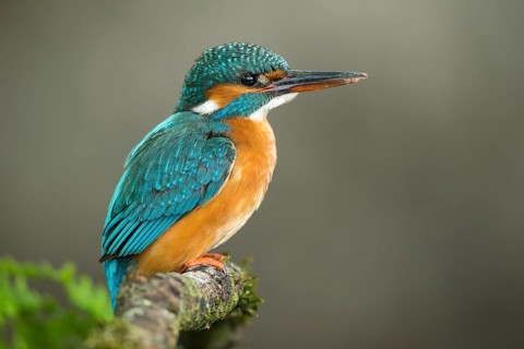 Common Kingfisher (Alcedo atthis) female perched on a branch, Lower Saxony, Germany