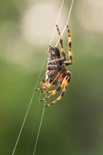 European garden spider (Araneus diadematus) hanging on a spider web at eveing on the island of