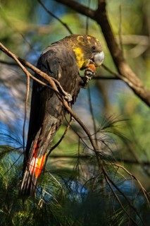 Glossy Black Cockatoo (Calyptorhynchus lathami) female, New South Wales, Australia