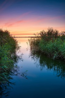 Sunset in reeds on the Achterwasser, near Zinnowitz, Usedom island, Mecklenburg-Western Pomerania,